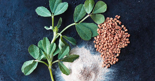 Benefits of Fenugreek for Hair and Skin